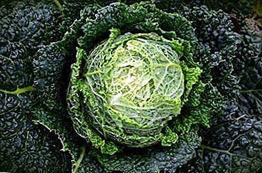 Features of growing Savoy cabbage in the open field - tips on care and photo culture
