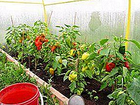 A polikarbonátból készült üvegházhatást okozó paprika termesztésének jellemzői: a telepítéstől a pasynkovaniya-ig