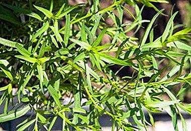 Features of cultivation of tarragon - where to plant on the site and at home, how to choose the soil?