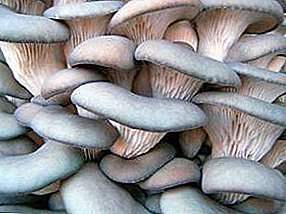 Peculiaridades del cultivo de hongos ostra y champiñones en casa.