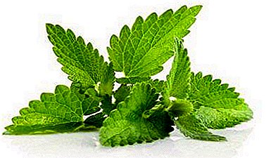 Features of growing together mint and lemon balm at home and in the garden. Is it possible to plant near and where is better?