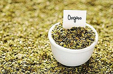 Features of harvesting dried oregano and methods of its storage. Spice pics