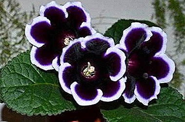 Features wintering gloxinia: when the plant to retire