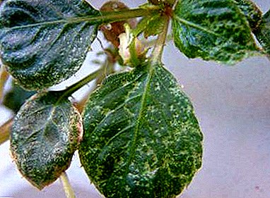 Beware, spider mite: how to deal with a pest settled on a balsam?