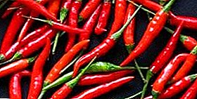 Skarpheden i dit hjem er altid til stede: hvordan man dyrker chili hjemme