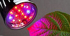 Lámparas de iluminación LED para invernaderos: características y beneficios, tipos y formas de montar sus propias manos