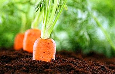 What determines the time of sowing carrots in the spring and when it is better to plant?
