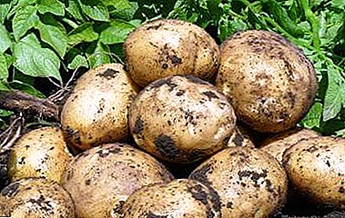 Da Mosca alla periferia - dove e come vengono coltivate le patate in Russia?