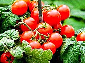Alates istutamist seemikud saagikoristuseni: saladused edu kirss tomatid