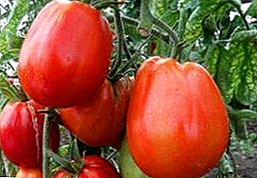 Atlasītie tomāti "Simts poods": foto, šķirnes raksturojums un apraksts, augļu foto, tomāti