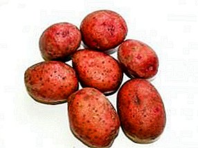 Inländische Kartoffelsorten Lubava: schnelle Reifung, lange Lagerung