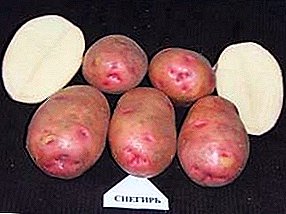Odrůdy domácích brambor Bullfinch: ideální pro podmínky Sibiře