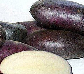 Domestic potato "Cornflower": description of the variety, characteristics, photos