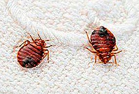 Silloin, kun huoneistosta tulee bedbugs: niiden ulkonäön syyt, miten ne kuljetetaan, missä he asuvat, miten päästä eroon niistä