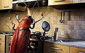 Hvor kommer kakerlakker fra i en lejlighed eller et hus, er det muligt at forhindre deres udseende og hvordan man kæmper dem?