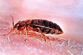 Where do bed bugs come from and how to fight them?
