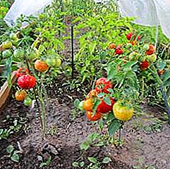 Utmärkta tomater "Boni mm": beskrivning av sorten, fördelar och nackdelar, odling