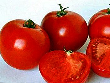 Uitstekende hybride variëteit van tomaat "Polbig" zal tuinders en boeren verrukken