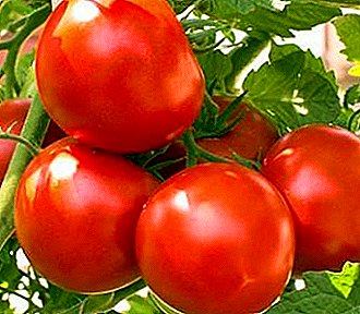 An excellent variety of tomato for beginners - tomato "Metelitsa", description, specifications, photos