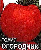 An excellent sort of tomato for growing in greenhouses is the Ogorodnik tomato photo and description