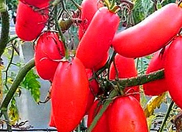Hervorragende Tomatensorte für den Anbau in Gewächshäusern - "Icicle pink"