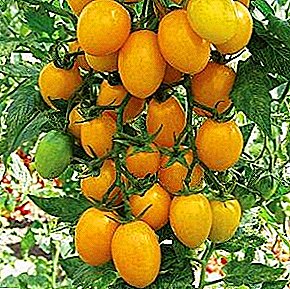 Lielisks auglīgs tomātu klāsts sākuma dārzniekiem ir „Medus saldums”