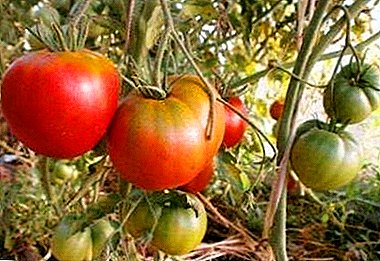 A great option for a novice gardener - a variety of tomato "Cosmonaut Volkov"