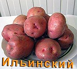 Kiváló íz és magas hozam - burgonya "Ilinsky": a fajta leírása, jellemzői, fotók