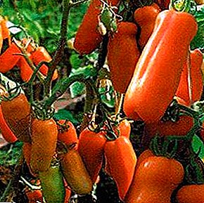 Parfait pour farcir la tomate "Zhigalo": photo et description de la variété