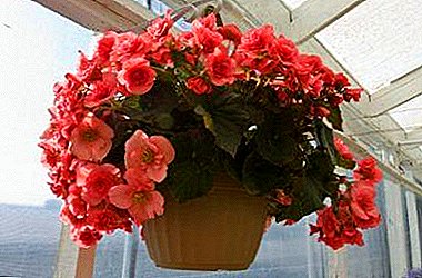 Cut off the excess in the name of lush flowering or tips on how to properly cut the begonia