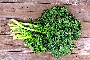 ديكور الخضار المظهر - الملفوف Kale. الخصائص التفصيلية والتوصيات للنمو