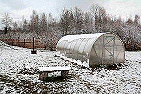 Groenten in de kas het hele jaar door: hoe moet een kas worden uitgerust en in de winter worden gekweekt?
