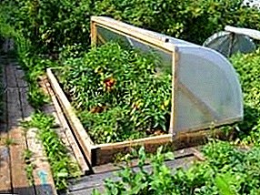 Üvegház - hűséges asszisztens a szamóca, retek, görögdinnye és zöldség termesztésében