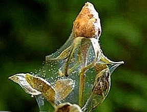 سوس العنكبوت: علاج الورود والتفاح والماريجوانا وغيرها من النباتات