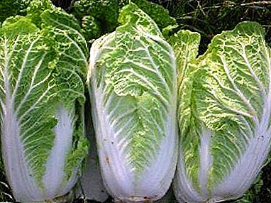 Beijing cabbage: the composition of the product, the benefits and harm, recipes