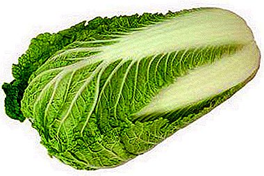 Peking cabbage in the diet of animals: is it possible to give it to a hamster, guinea pig, rabbits and other pets?