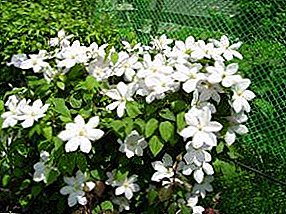 Clematis Transplantation in the Spring