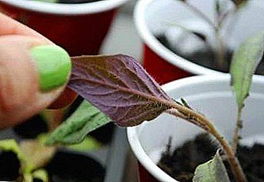 Are you worried that tomato seedlings are purple? Why did it happen, what to do, how to protect against diseases?