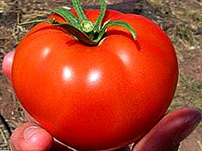 هجين واعد للأرض المفتوحة - طماطم "ناديجدا": وصف للصورة المتنوعة
