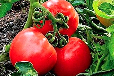 Hibrida menjanjikan dari pilihan Rusia - tomat "Stresa"