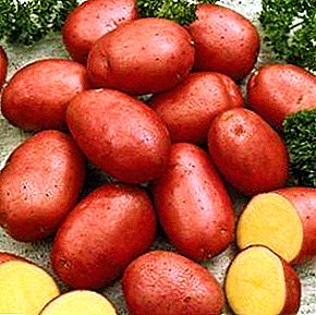 Obetajoči Nizozemec - sorta krompirja Red Fantasy: značilnost in opis sorte