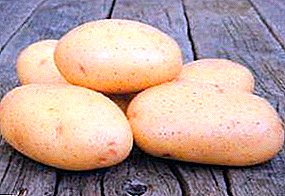 Lovande nederländska potatis Taisiya: sortbeskrivning, egenskaper, foton