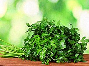 Parsley - its health benefits, planting and growing