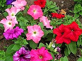 Petunias: Special Conditions for Landing, Growing and Care