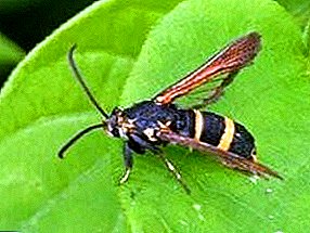 أنواع مختلفة من sawflies: الاختلافات وتدابير مكافحة الآفات