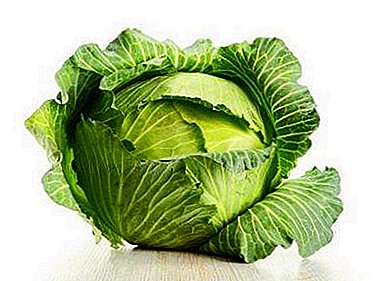 Eating your favorite animals: can cabbage hamster, dog, rabbit, parrot and other animals