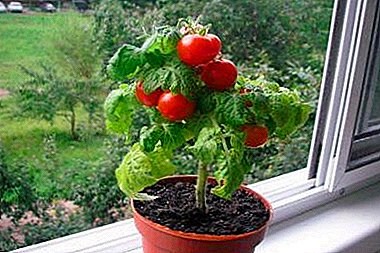 Tencerelerde büyüyen domateslerin artıları ve eksileri. Yöntemin özü ve tanımı