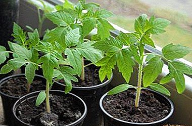 For what reasons can seedlings of tomatoes stretch out and what if this happens?
