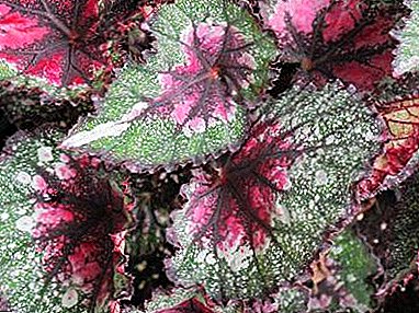 ¿Por qué la begonia tuberosa no florece y qué hacer? Descripción, prevención y tratamiento de enfermedades de plantas.