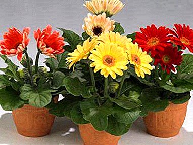 Why indoor gerberas do not bloom? Care rules